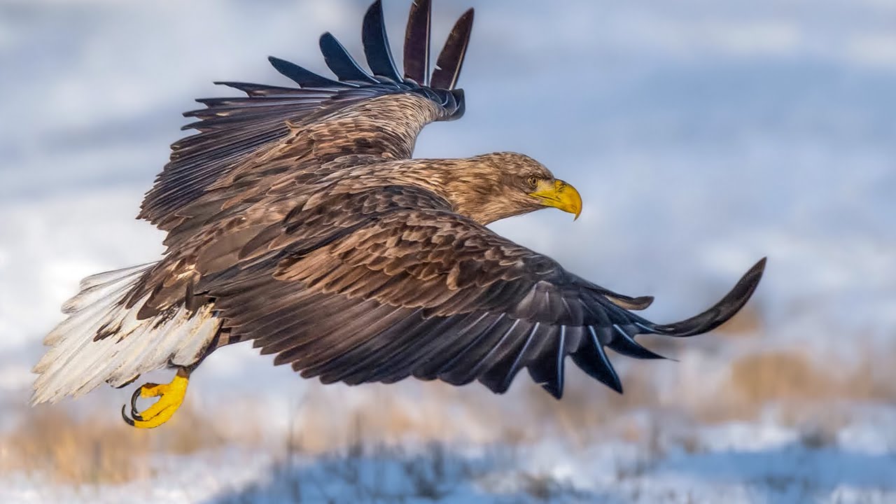 White-tailed eagle coping Winter..