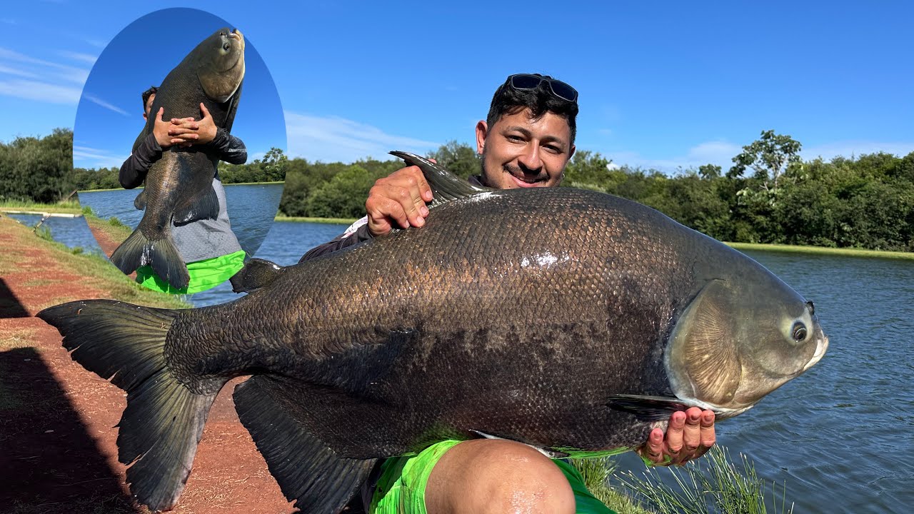 Pescaria com p&atilde;o - pesqueiro vale dos tambas 