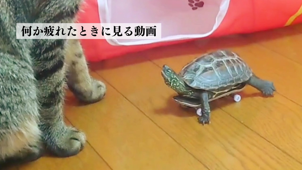 【総集編】猫が大好きスケボー亀！爆笑したい時におすすめ【A skateboard turtle who loves cats! Recommended when you want to laugh!】