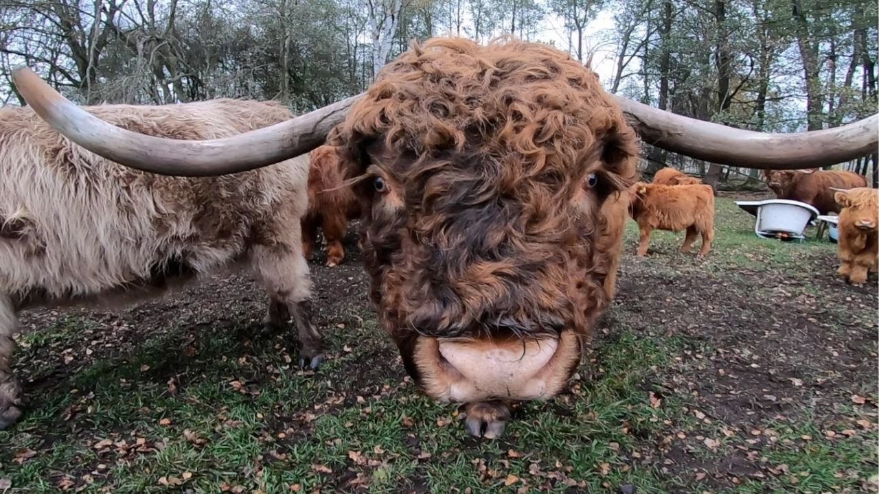 Stado na sprzedaż (likwidacja hodowli)