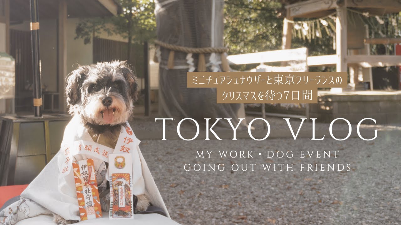 【Tokyo vlog】ミニチュアシュナウザーとフリーランスのクリスマスを待つ7日間 | 犬の七五三も好きな仕事も楽しいイベントも全部欲張りに叶えてみた