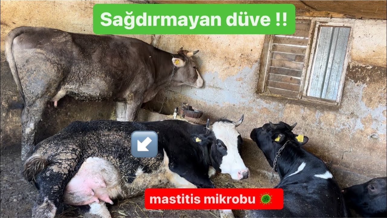 Sağım yaptırmayan düveler !! / Mastitis hastalığı geçiren düvemiz / Süt fiyatları ne olur