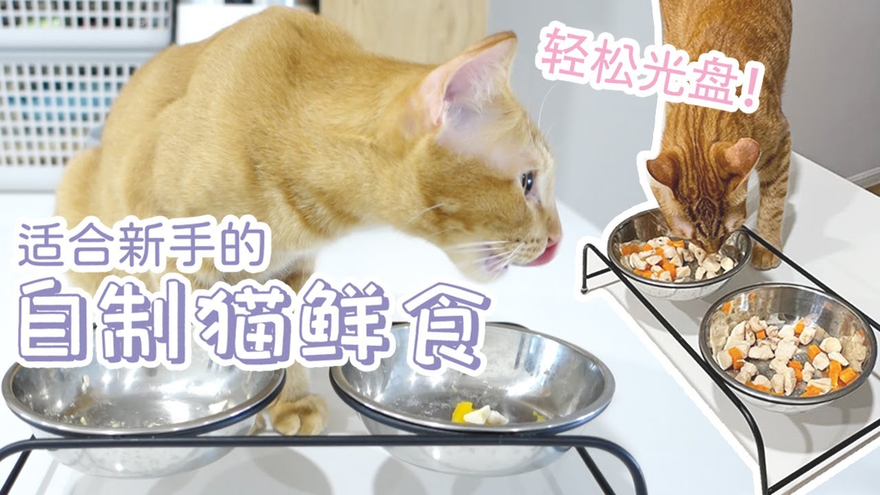 轻松做猫饭｜鸡肉南瓜猫鲜食！适合新手的好味营养粉