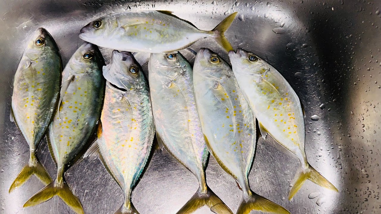 DAMI SANANG HULI KASO HINAHABOL NG MALALAKING ISDA NAPUPUTOL ANG LINYA KO