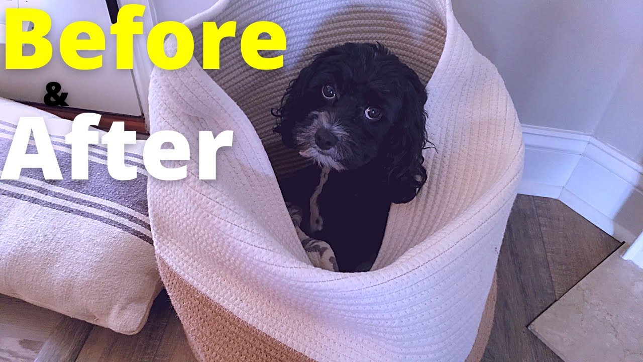 Cockapoo Puppy Before and After Grooming