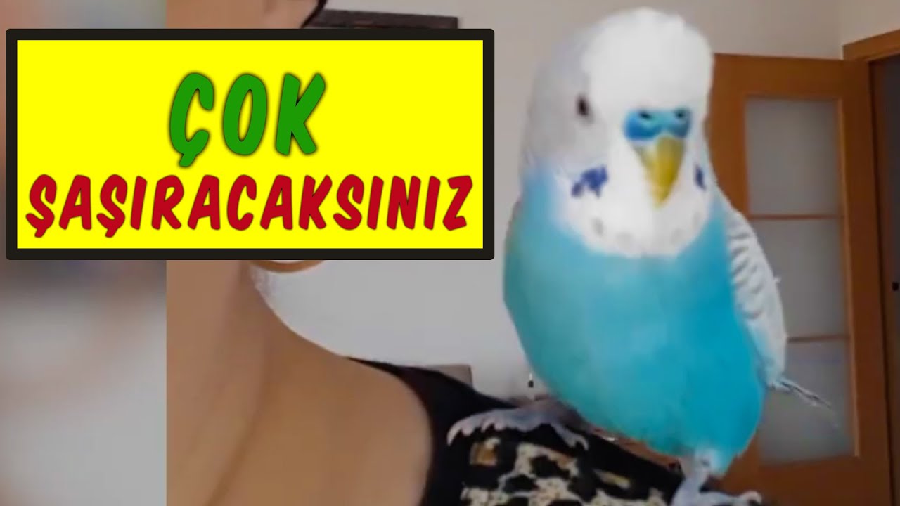 ÇOK ŞAŞIRACAKSINIZ! İNSAN GİBİ KONUŞAN MUHABBET KUŞU | 1 SAAT DİNLET KONUŞSUN