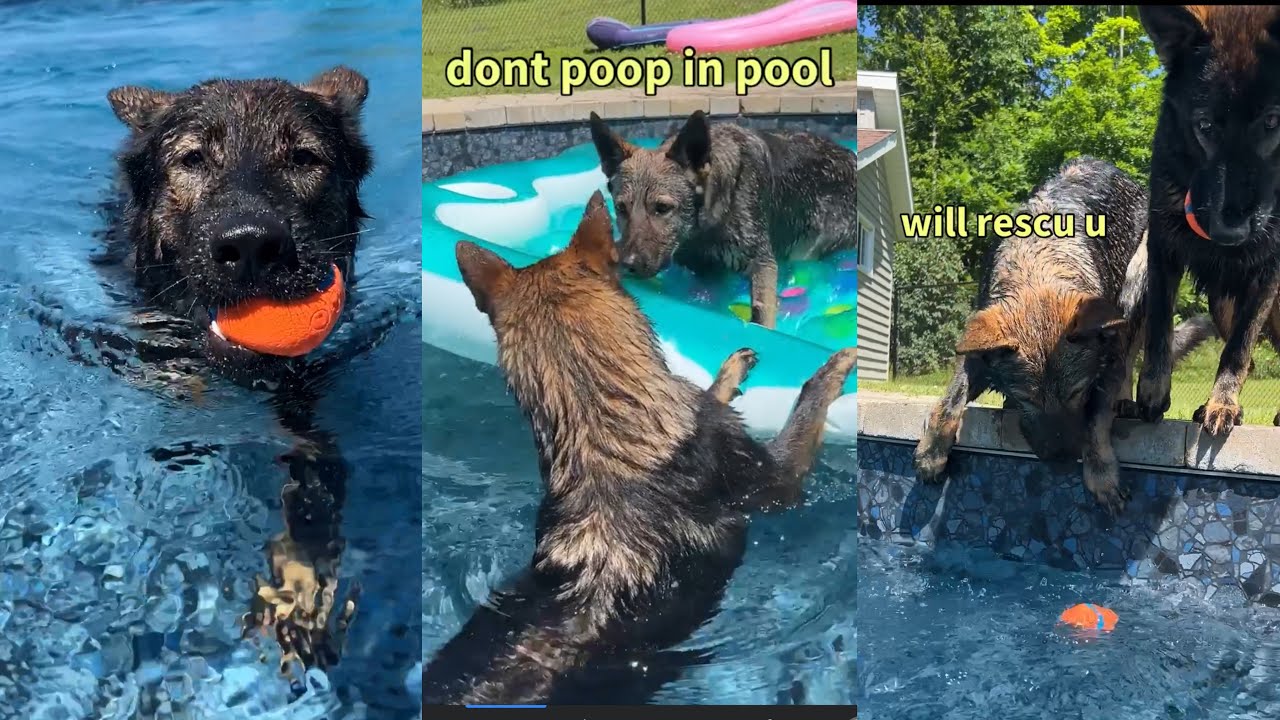 My Dogs Have A Pool House Vacation