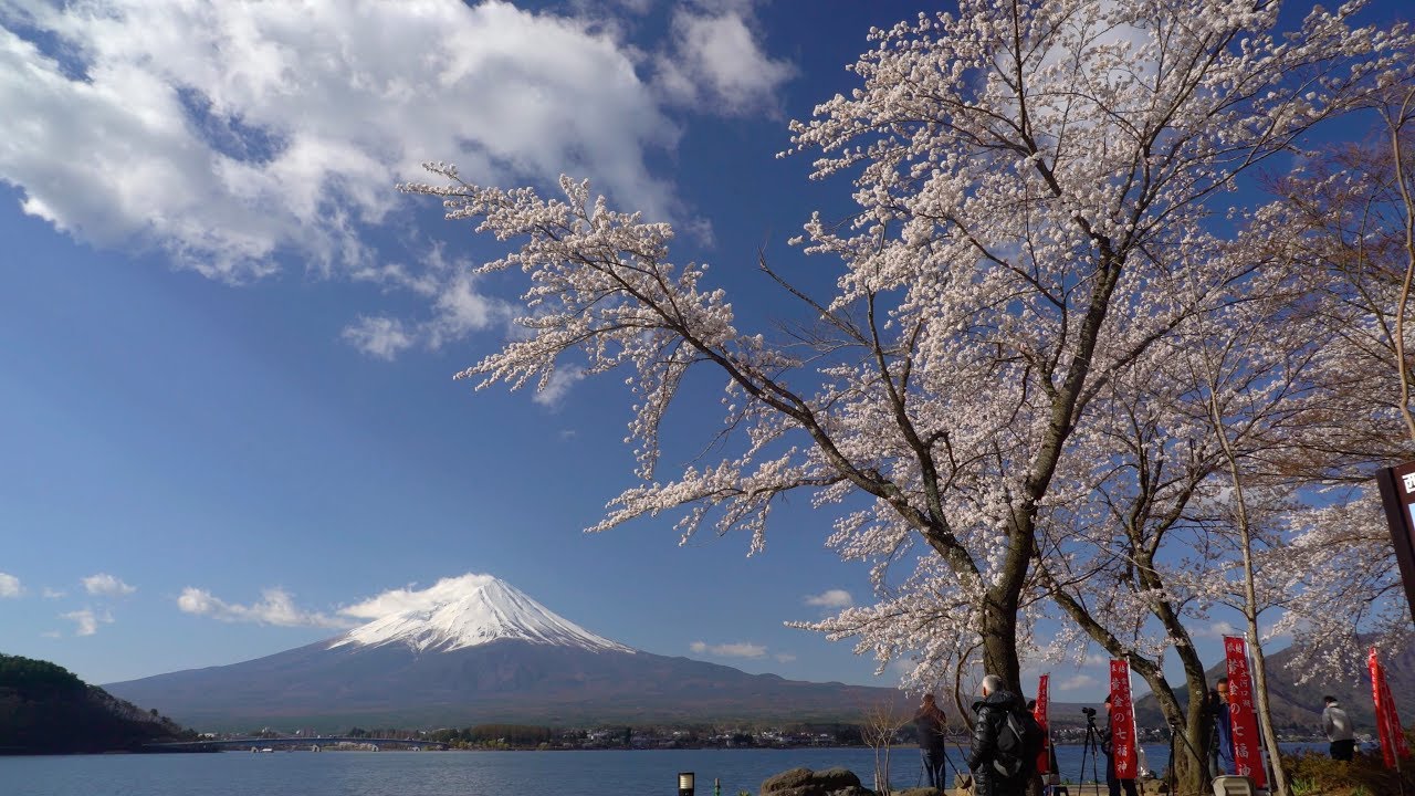 2018 河口湖の富士と桜(4K) Mt. Fuji & Cherry Blossoms At Lake Kawaguchi(UHD)