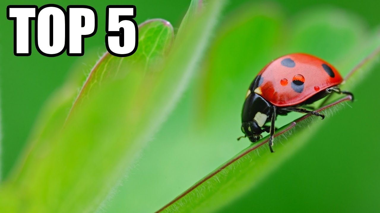 TOP 5 - Neuvěřiteln&yacute;ch z&aacute;stupců hmyzu
