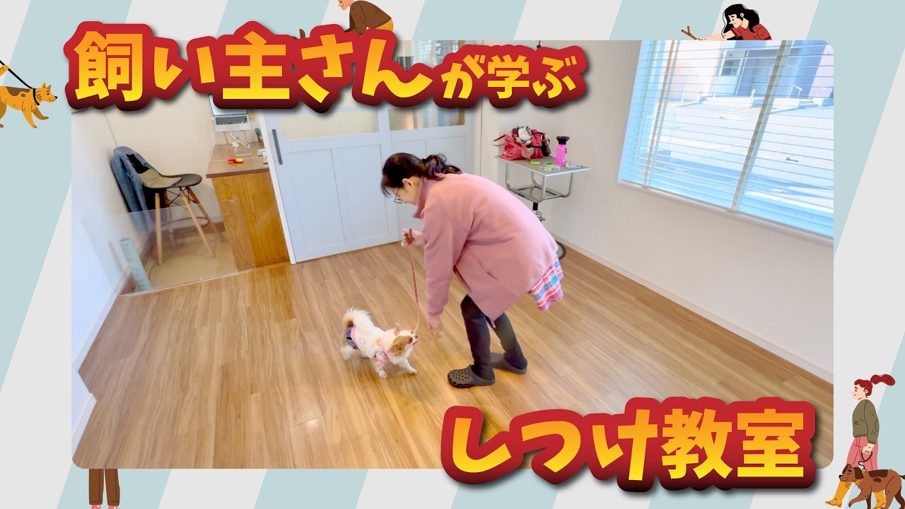 【飼い主さんが学ぶしつけ教室】チワワ ハルくん丨新ブロック突入 ドッグダンストリックに挑戦