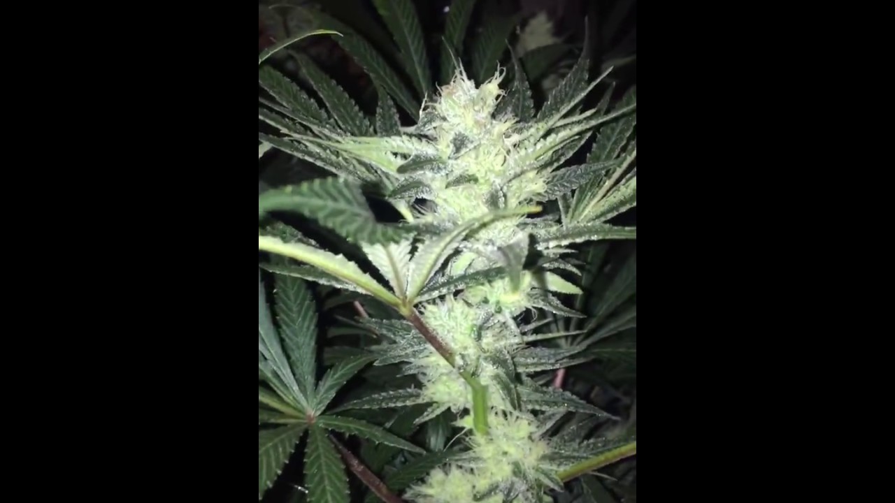 White Rhino