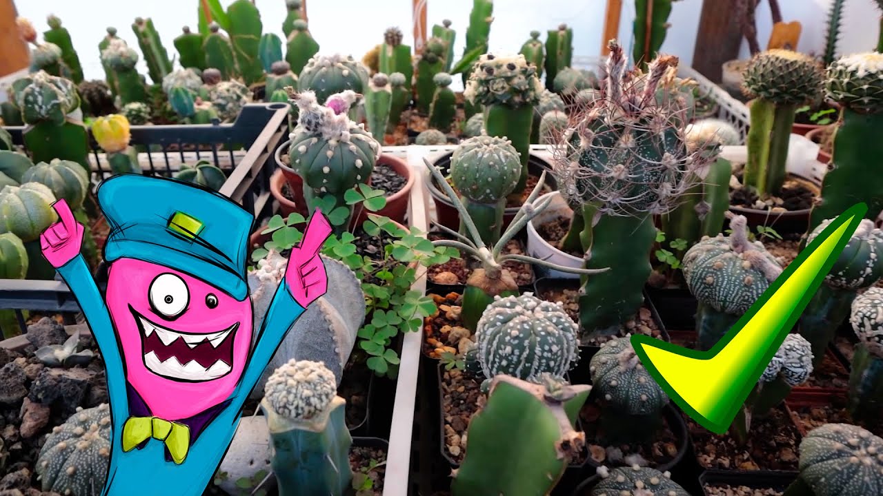 Colección privada de cactus Astrophytum