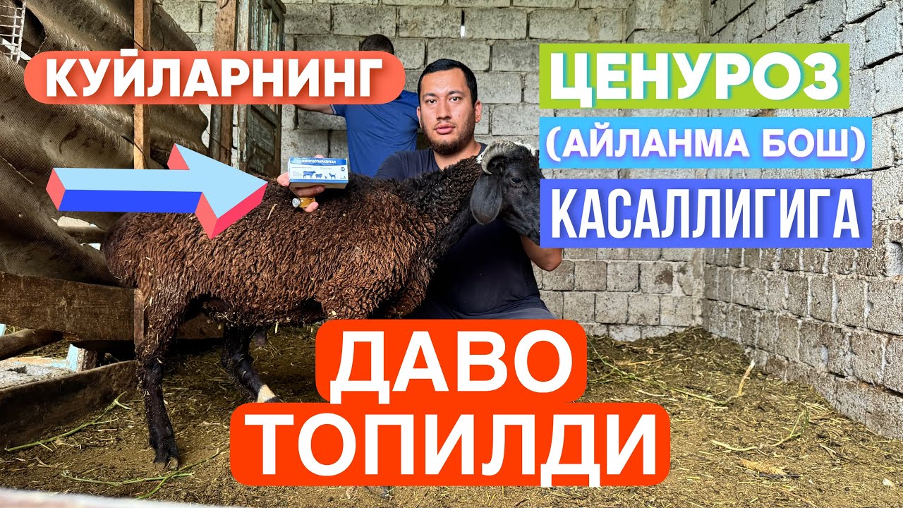 ЦЕНУРОЗ АЙЛАНМА БОШ КАСАЛЛИГИ КУЙЛАРДАГИ ПАРАЗИТ ГИЖЖА ИММУНОПАРАЗИТАН #romavetuz #2024 #bibinor