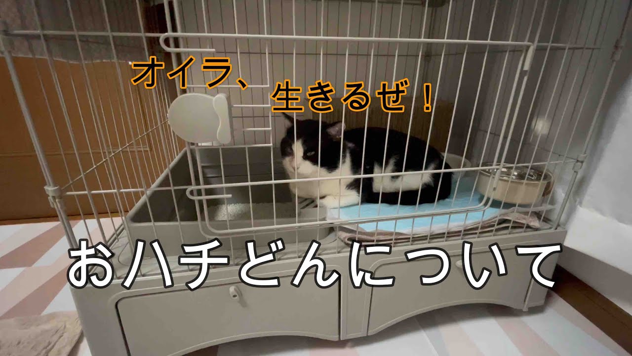 【おハチどん物語】保護した猫・・・右目失明、猫形質細胞性足皮膚炎、エイズ・白血病陽性反応が出ています