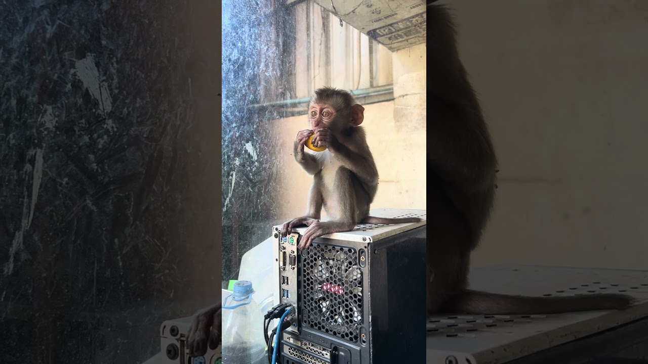 Mary eats snacks #monkey #animals #asmr
