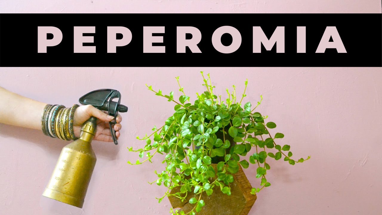 PEPEROMIA - jak dbać, podlewać, nawozić ? Dlaczego peperomia gubi liście?