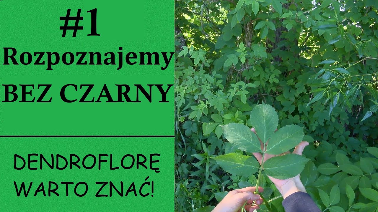 Rozpoznajemy BEZ CZARNY