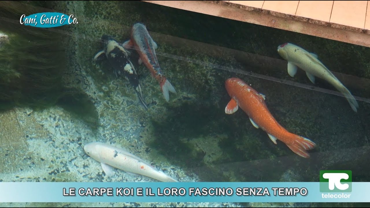 Le Carpe Koi e il loro fascino senza tempo - 10.02.2025