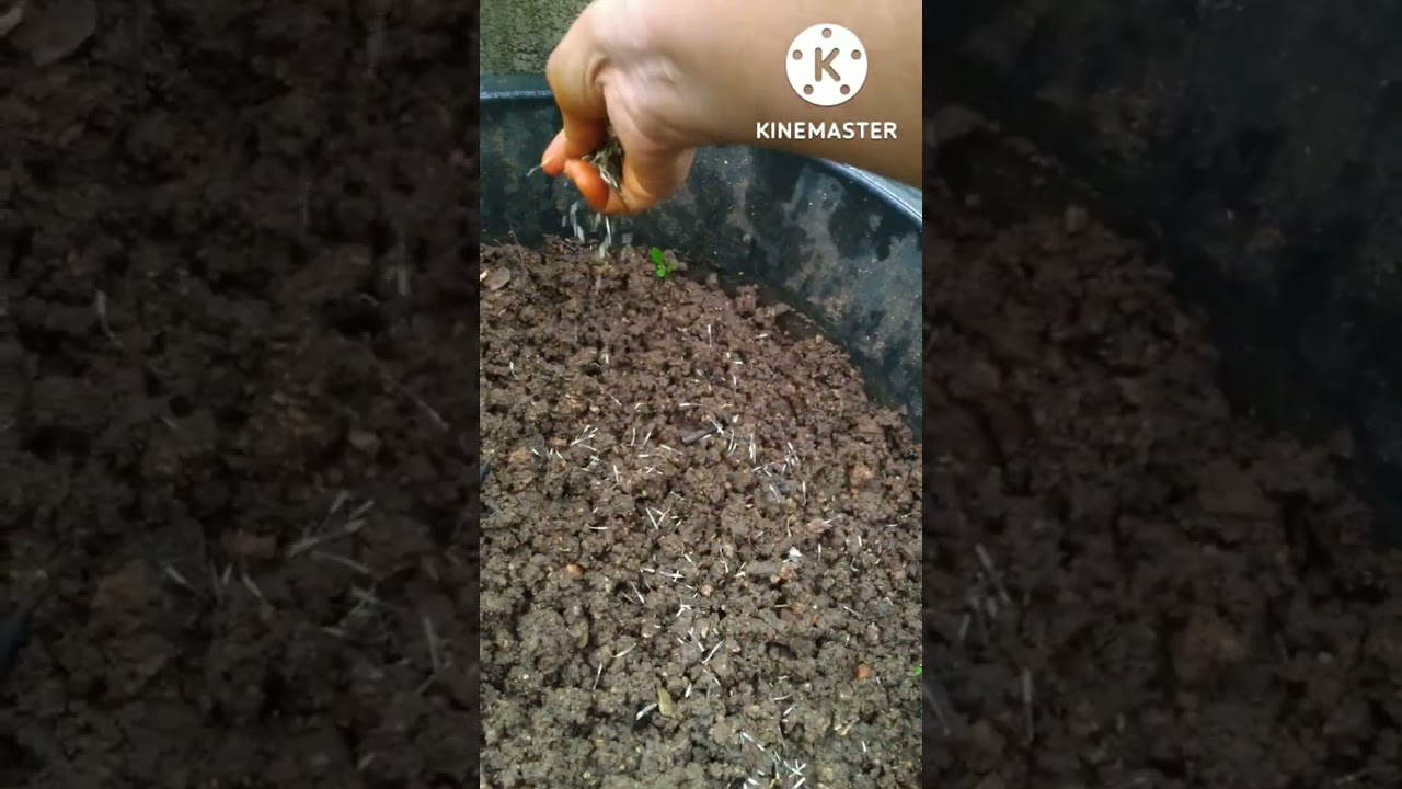 sowing marigold seeds