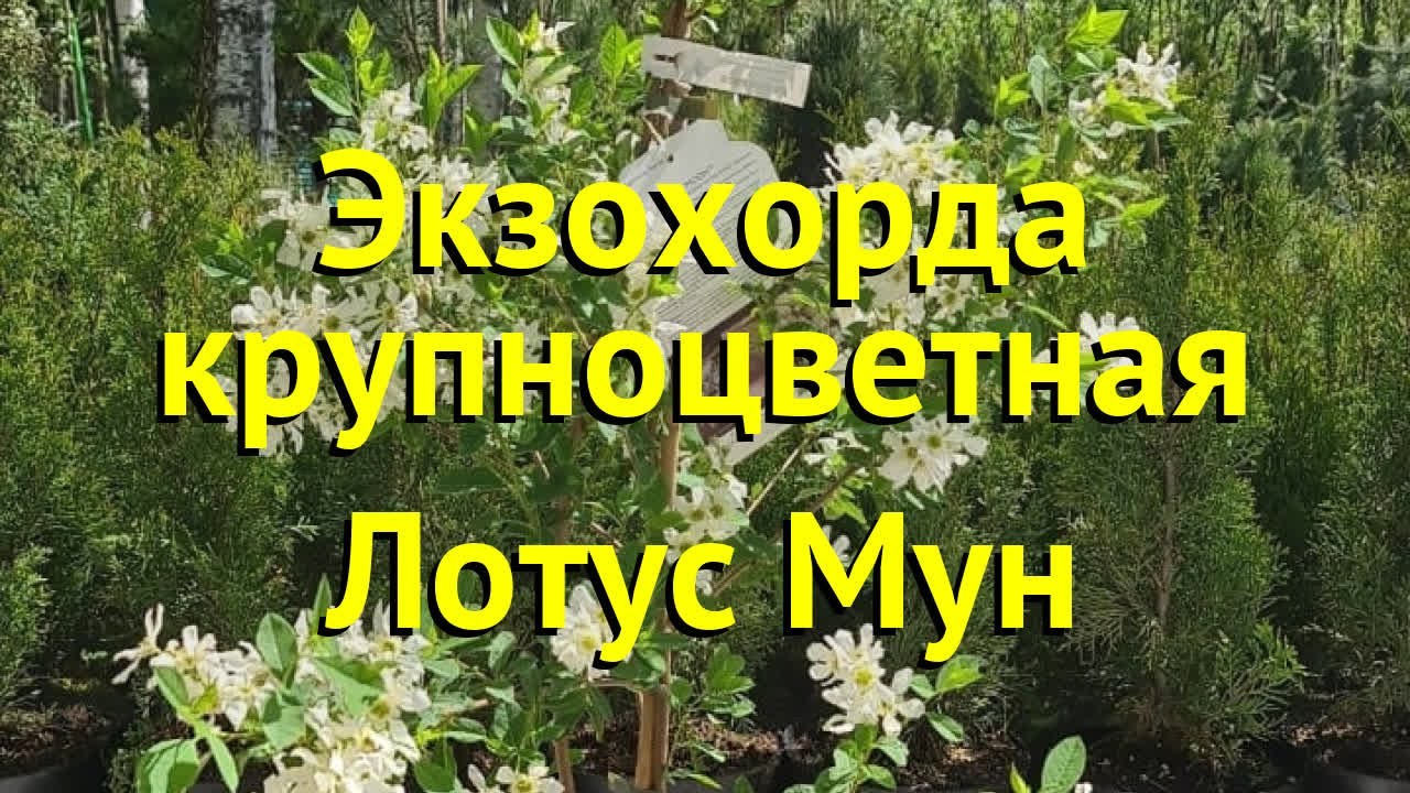 Экзохорда крупноцветковая Лотус Мун. Краткий обзор, описание exochorda macrantha Lotus Moon