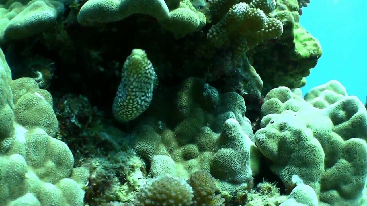 That's a Moray