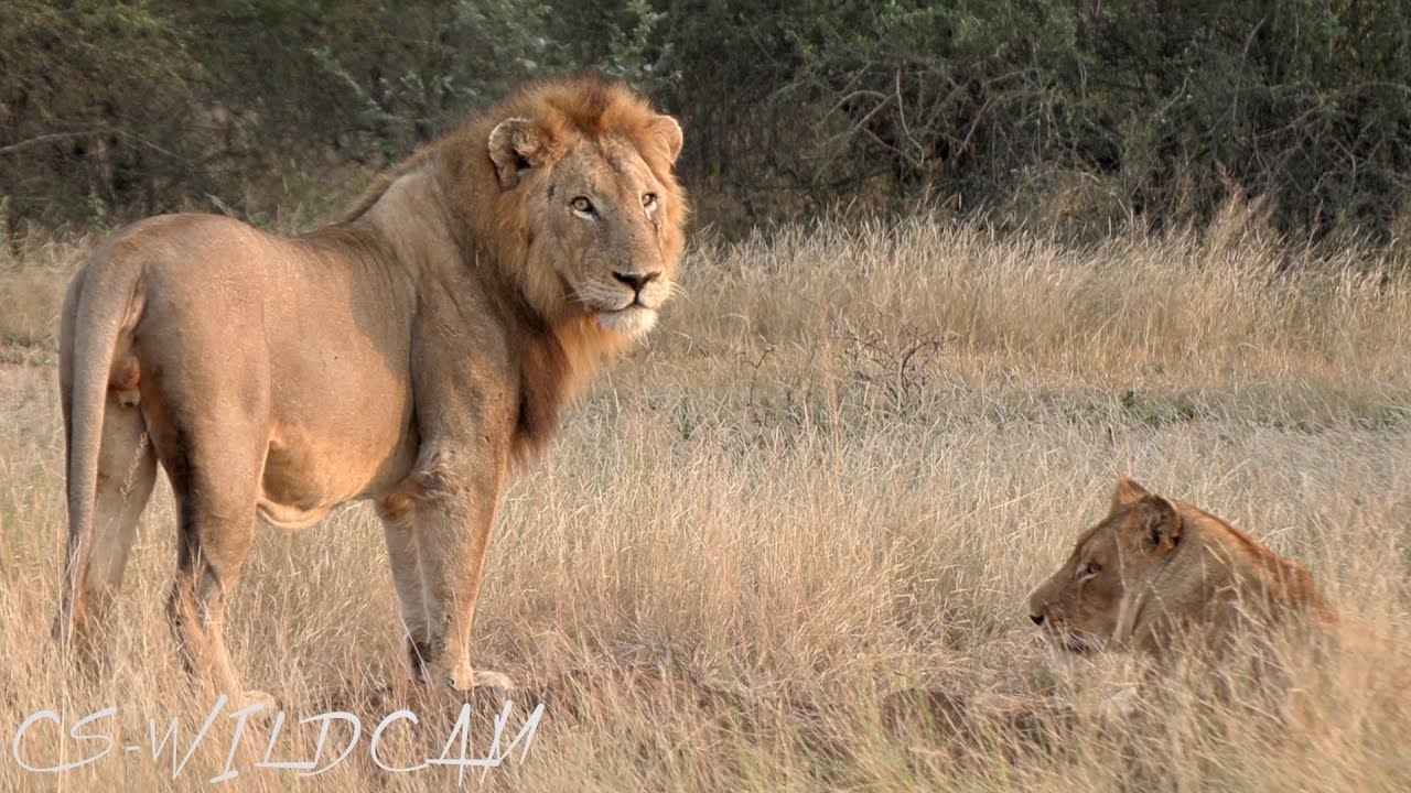 Four Vuyela Brothers & Three River Pride Lionesses Reunite close to the Lodge Ep169