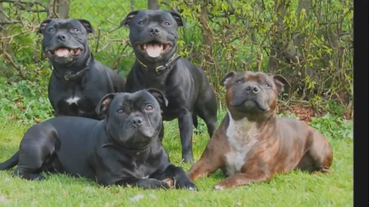 Staffordshire Bull Terrier compilation 2016