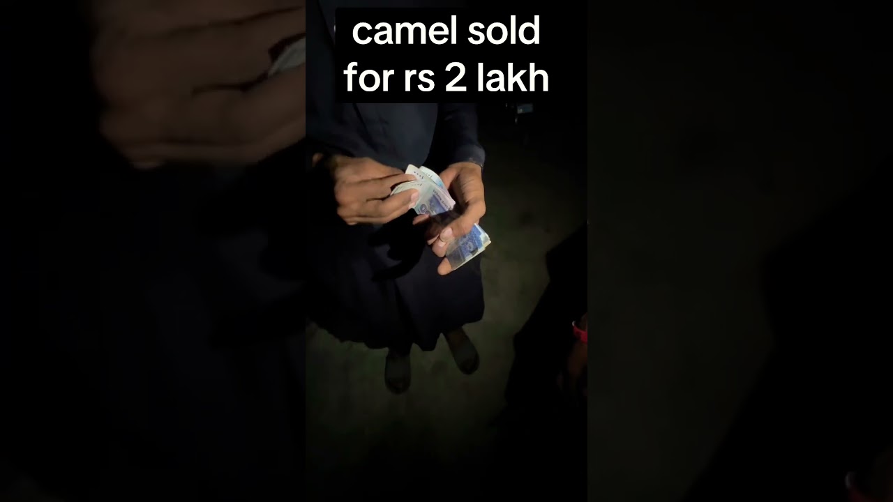northern bypass mandi | two-humped camel in karachi cattle market