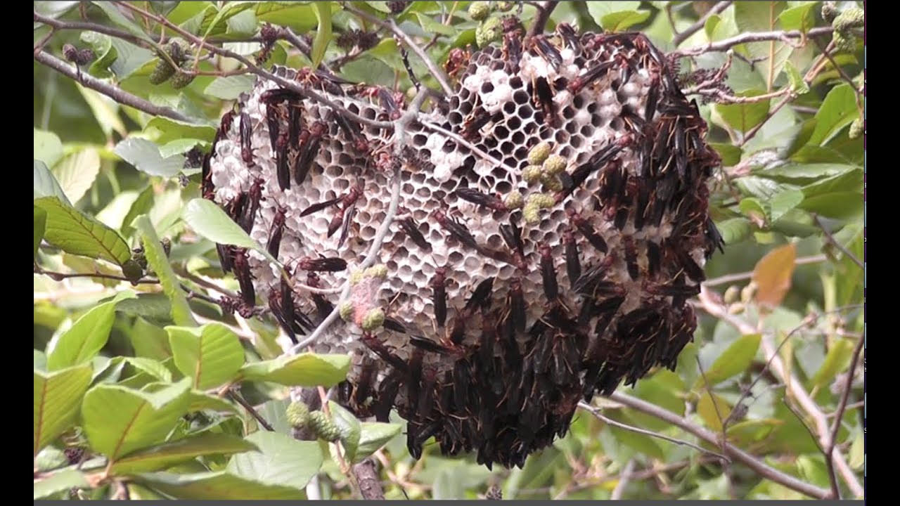 Huge Ringed Paper Wasp (Polistes annularis) Nest Overhanging Creek