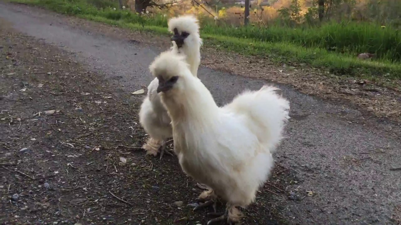 Silkies on the run
