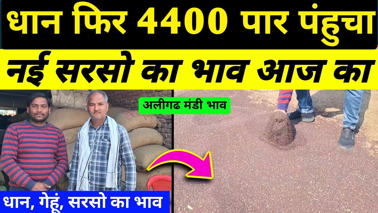 सरसो का भाव आज का | आज का धान का भाव/ sarso ka rate | pili sarso ka bhav/aligarh mandi sarso ka bhav