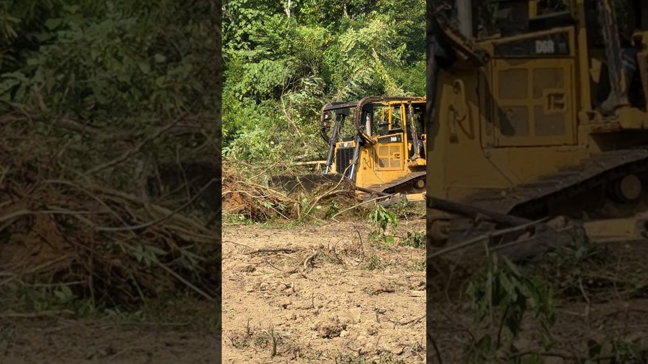 CAT D6R XL Bulldozer Clearing Plantation Land