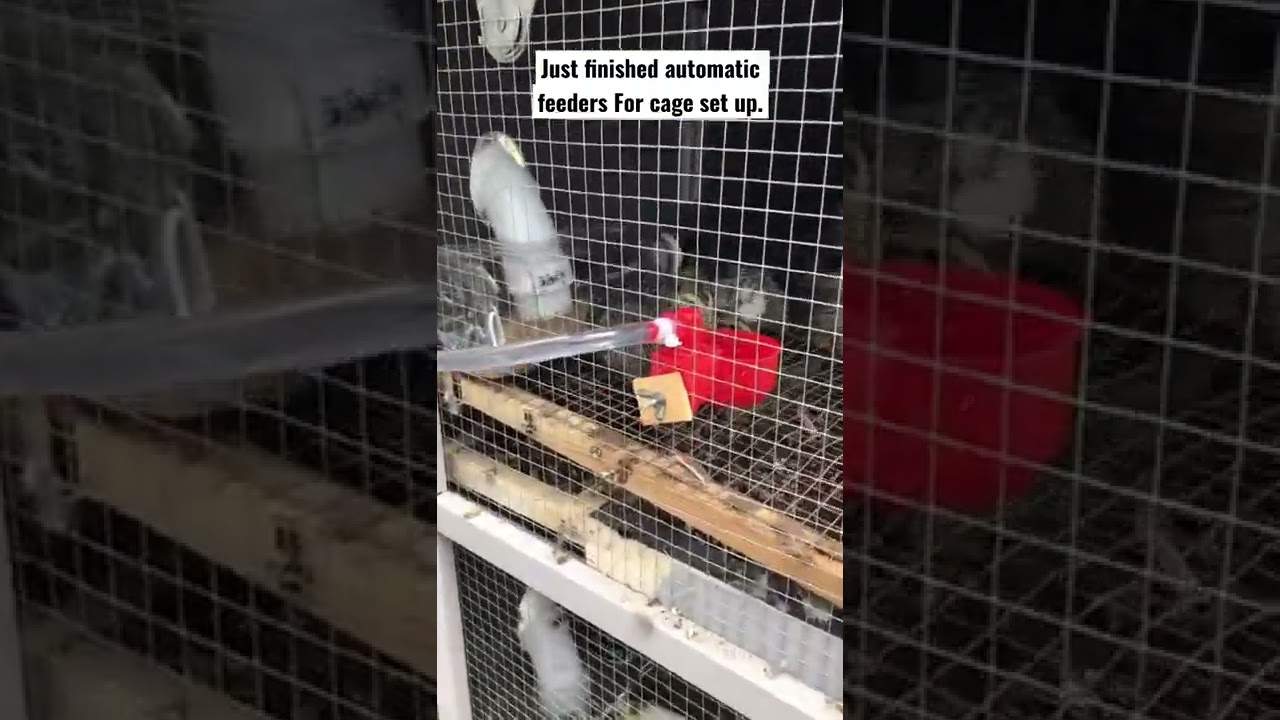 Quail cage automatic feeders system.
