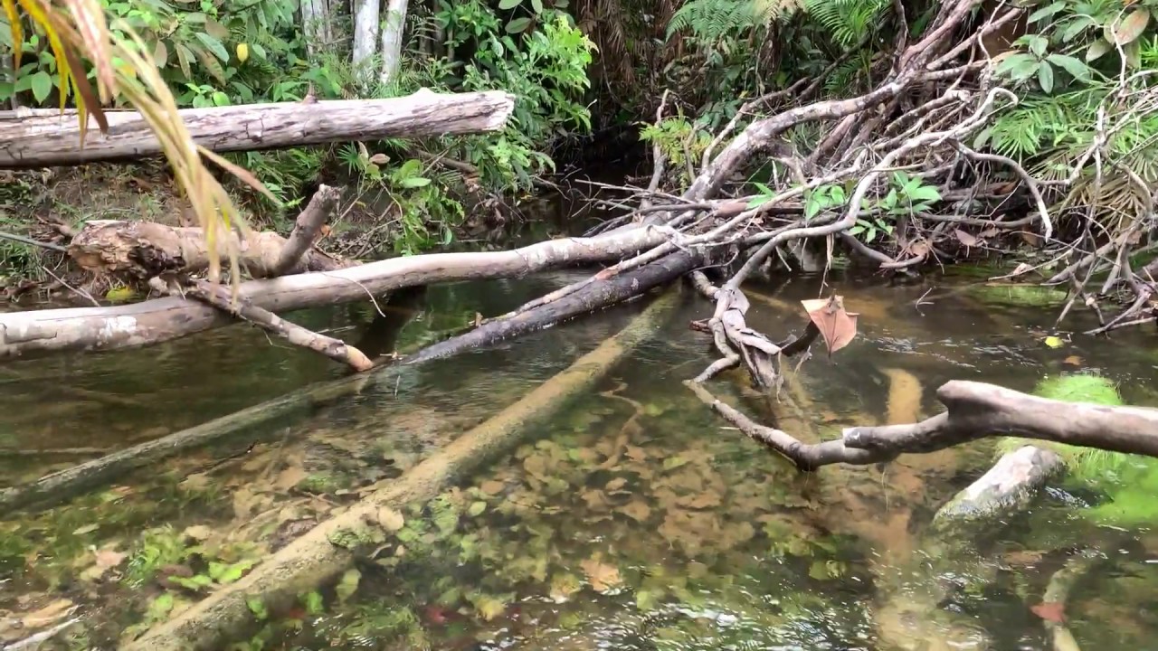 【4K】Cryptocoryne villosa