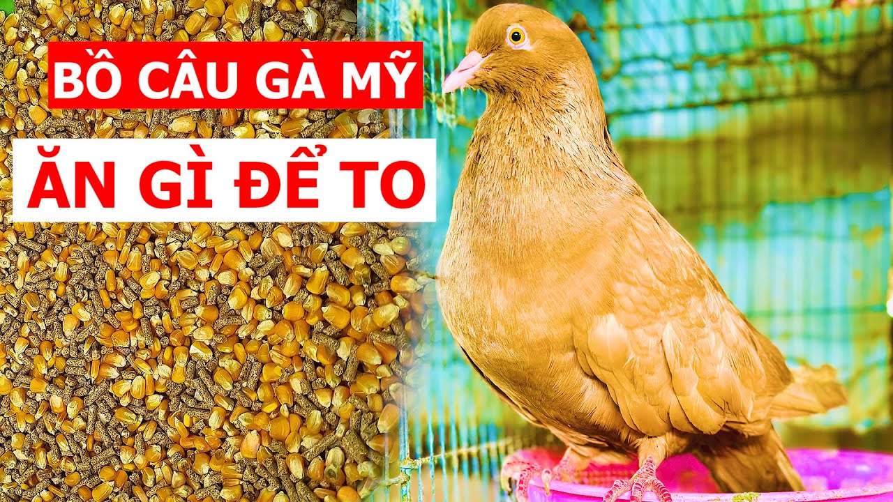 Cho Bồ câu Gà Mỹ ăn gì nhanh to, đẻ nhiều? | Nông dân làm giàu
