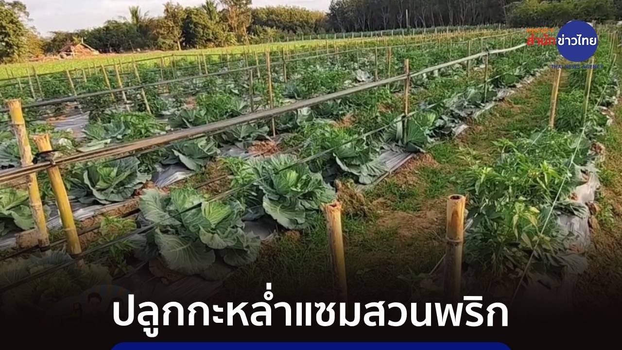 ปลูกกะหล่ำแซมสวนพริก ลงทุนครั้งเดียว เก็บขายได้ 2 เด้ง