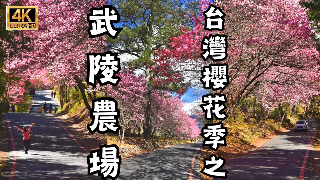 台灣櫻花季之武陵農場，教你一日往返賞櫻終極指南，必須要知道的農場內賞櫻點，各種櫻花花期知識和交通指南，武陵櫻花怎能如此美到極致？身陷櫻吹雪！