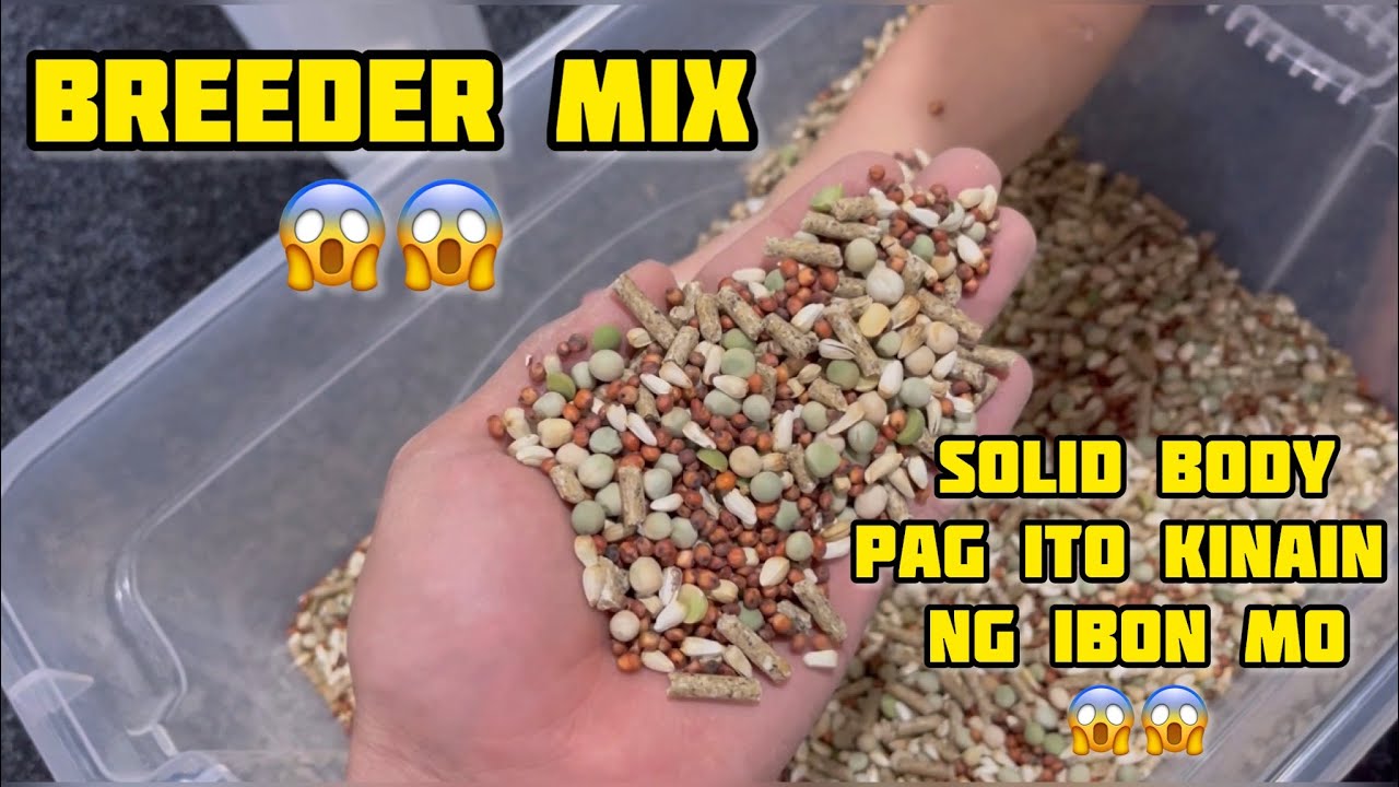 BREEDER MIX💪💪 MEKUS MEKUS MGA INSAN😱😱😱