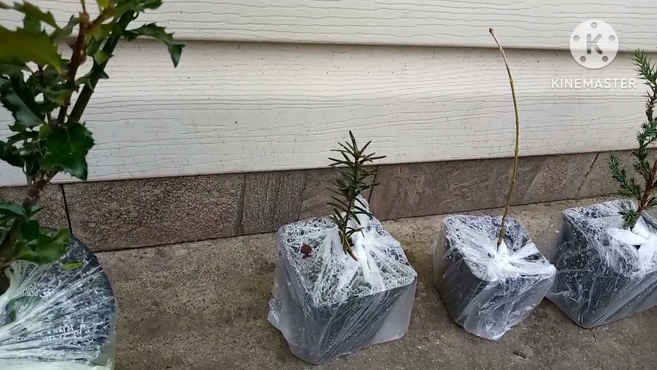 Відкриваю сезон посадок 2025 🌲😊#розпаковка_рослинок
