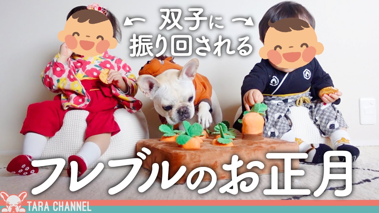 フレブルと双子のお正月の過ごし方【フレンチブルドッグ】