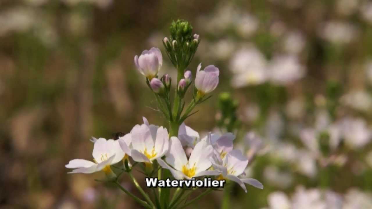 de Dommel 8 minuten natuurfilm
