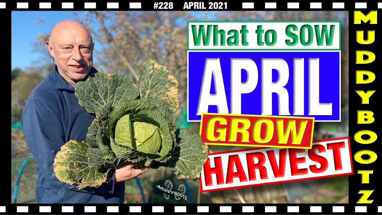 🌻228 🌻 APRIL - WHAT TO SOW GROW & HARVEST 🌻
