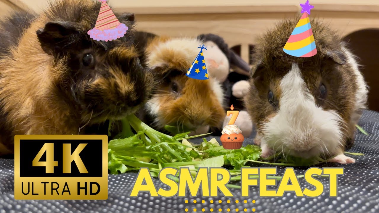 7-Year Birthday Trip with My Guinea Pig 🎂 | Calm & Cozy ASMR Moments