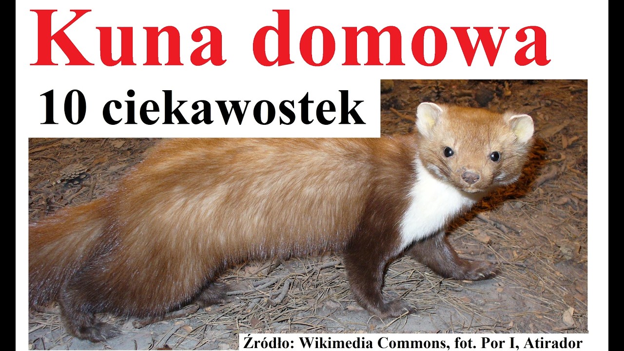 Kuna domowa - 10 ciekawostek