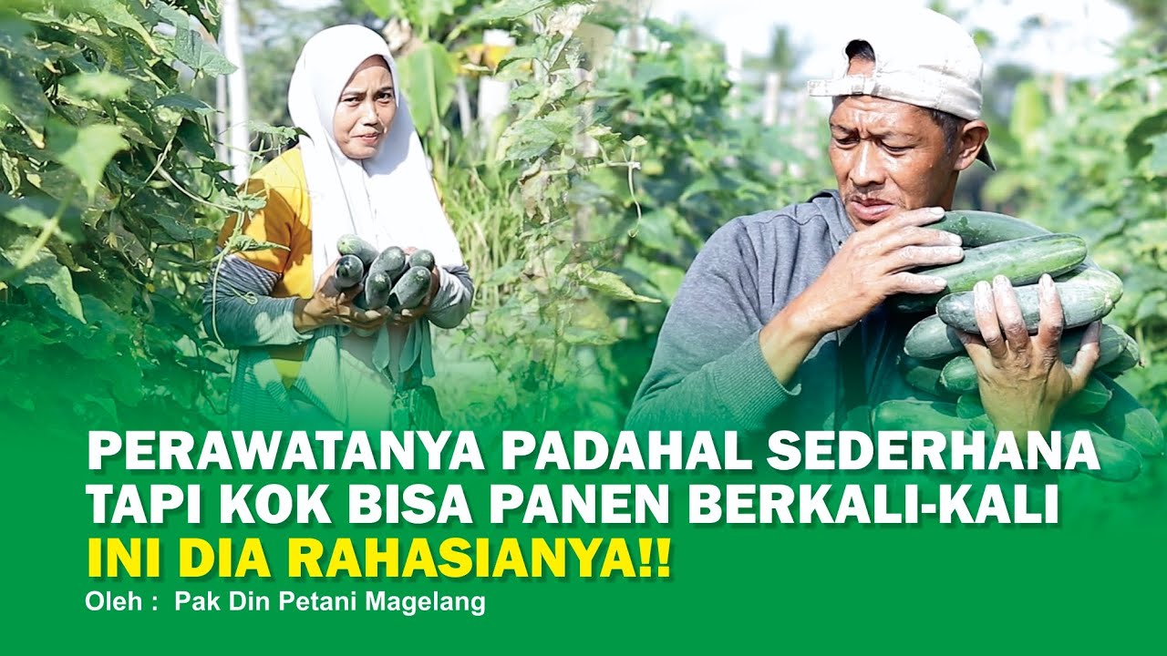 Cara menanam mentimun dengan modal minim namun hasil panen memuaskan!!