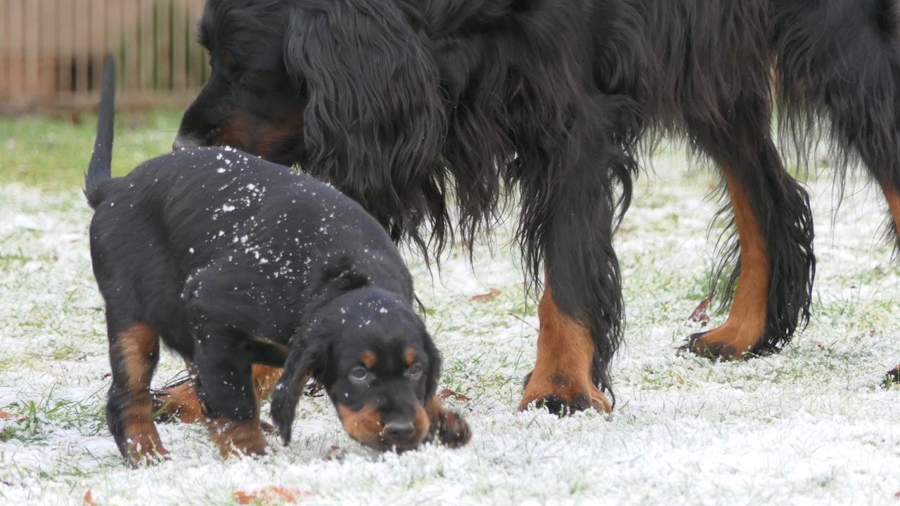 Gordon Setter Welpen F-Wurf #10