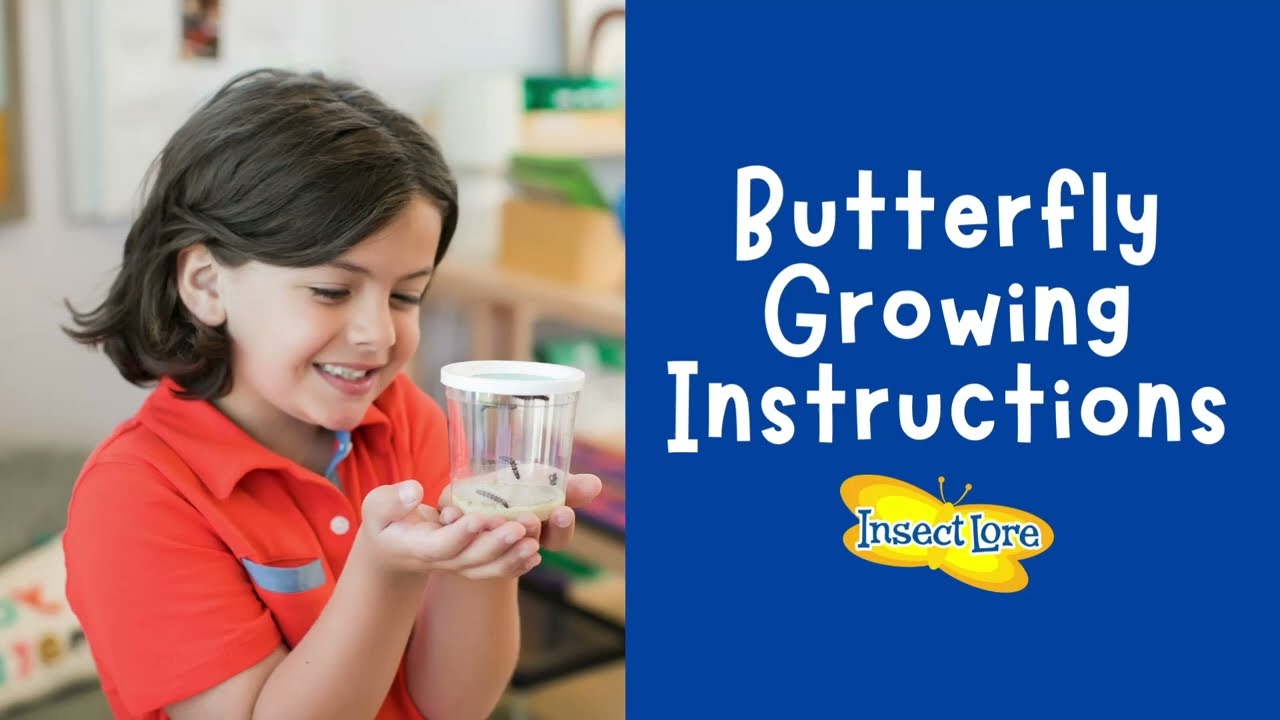 How to Care for Insect Lore's Cup of Caterpillars (Easy Step-by-Step Instructions)