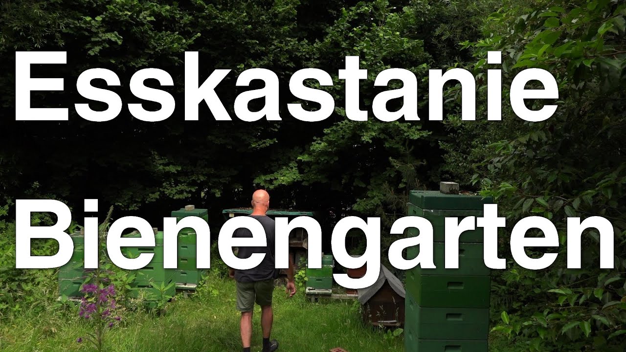 Selbstaussaat der Esskastanie Castanea sativa im Bienengarten Mielkendorf
