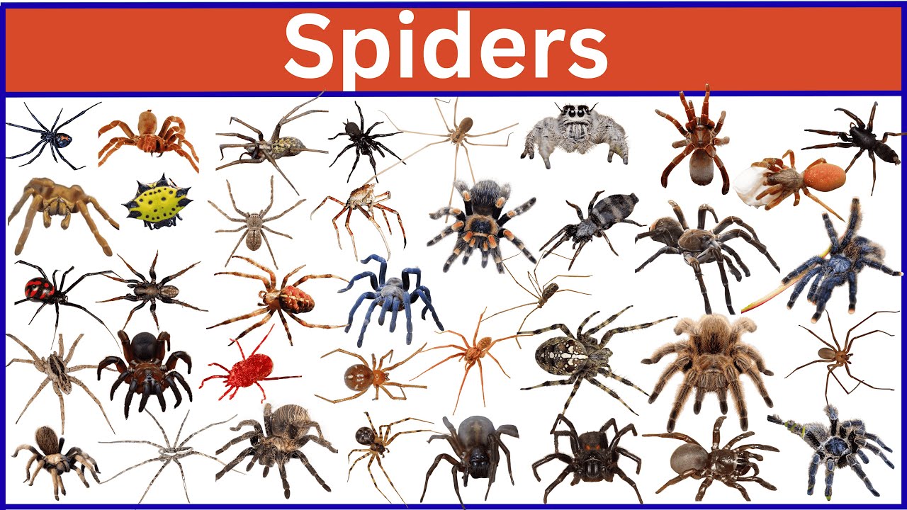 Meet 70 Amazing Spiders From Around the World!