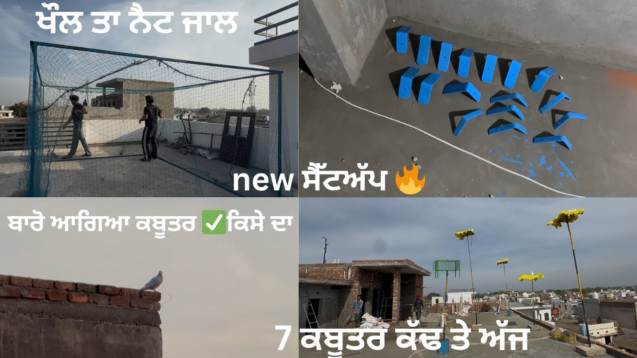 ਨੈਟ ਜਾਲ ਦੇ ਐਂਗਲ ਕਰਤੇ ਪੇਂਟ ✅// ਸਾਰੇ ਕਬੂਤਰ ਅ ਗਏ ਘਰ ❤️// ਇਕ ਆਗਿਆ ਬਾਰੋ ਕਬੂਤਰ 